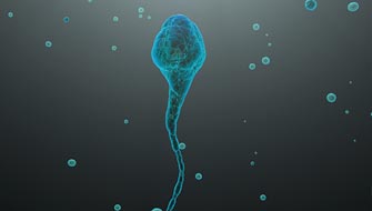 Kök hücreden sperm !