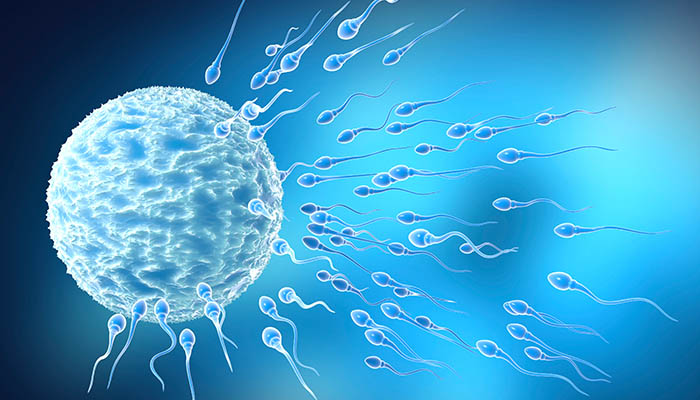 X Kromozomu ve Sperm Üretimi