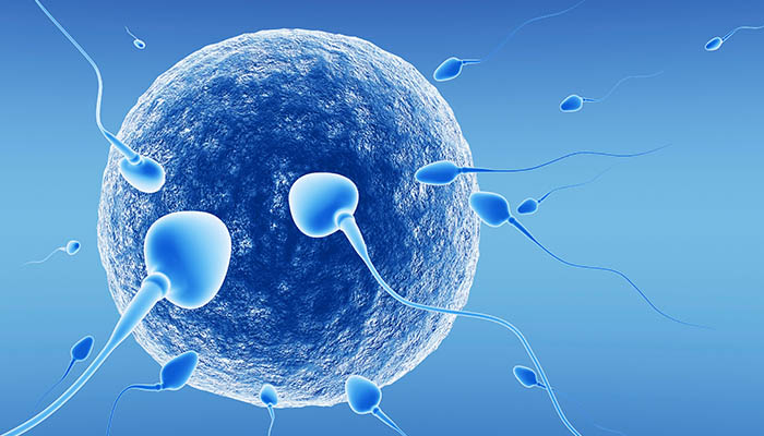Sperm Analizi